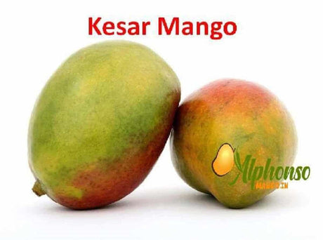 Buy Kesar Mango Online – Taste Gujarat's Saffron Gem - AlphonsoMango.in