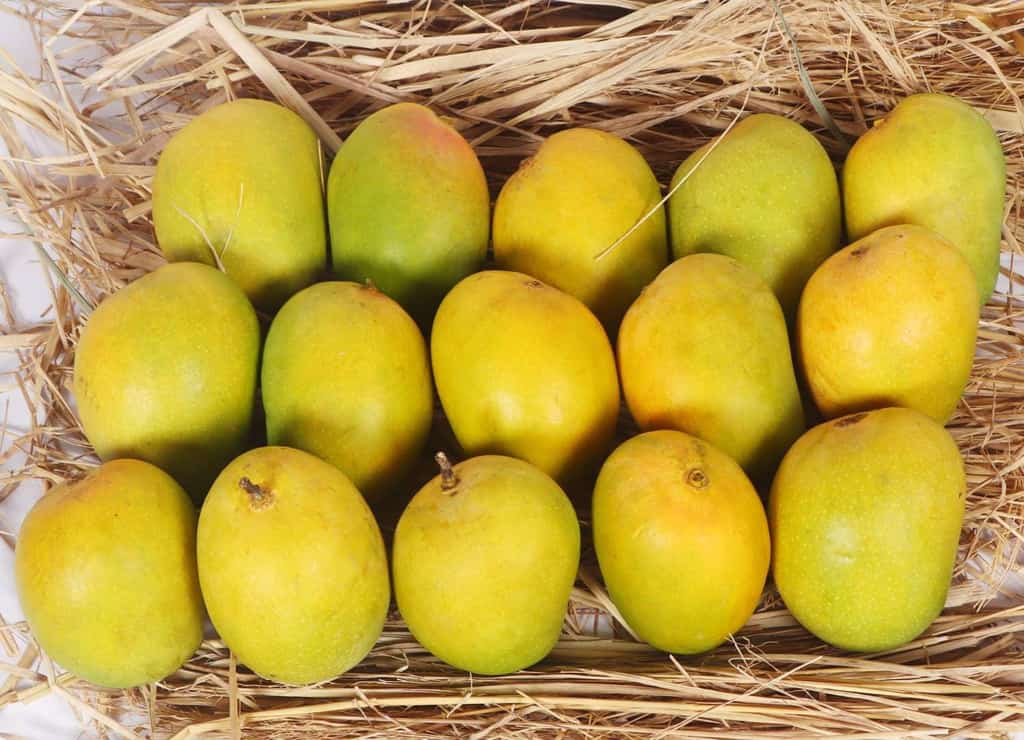 Buy Ratnagiri Alphonso Mango GI Tagged carbide-free Hapus Aam for Chennai delivery