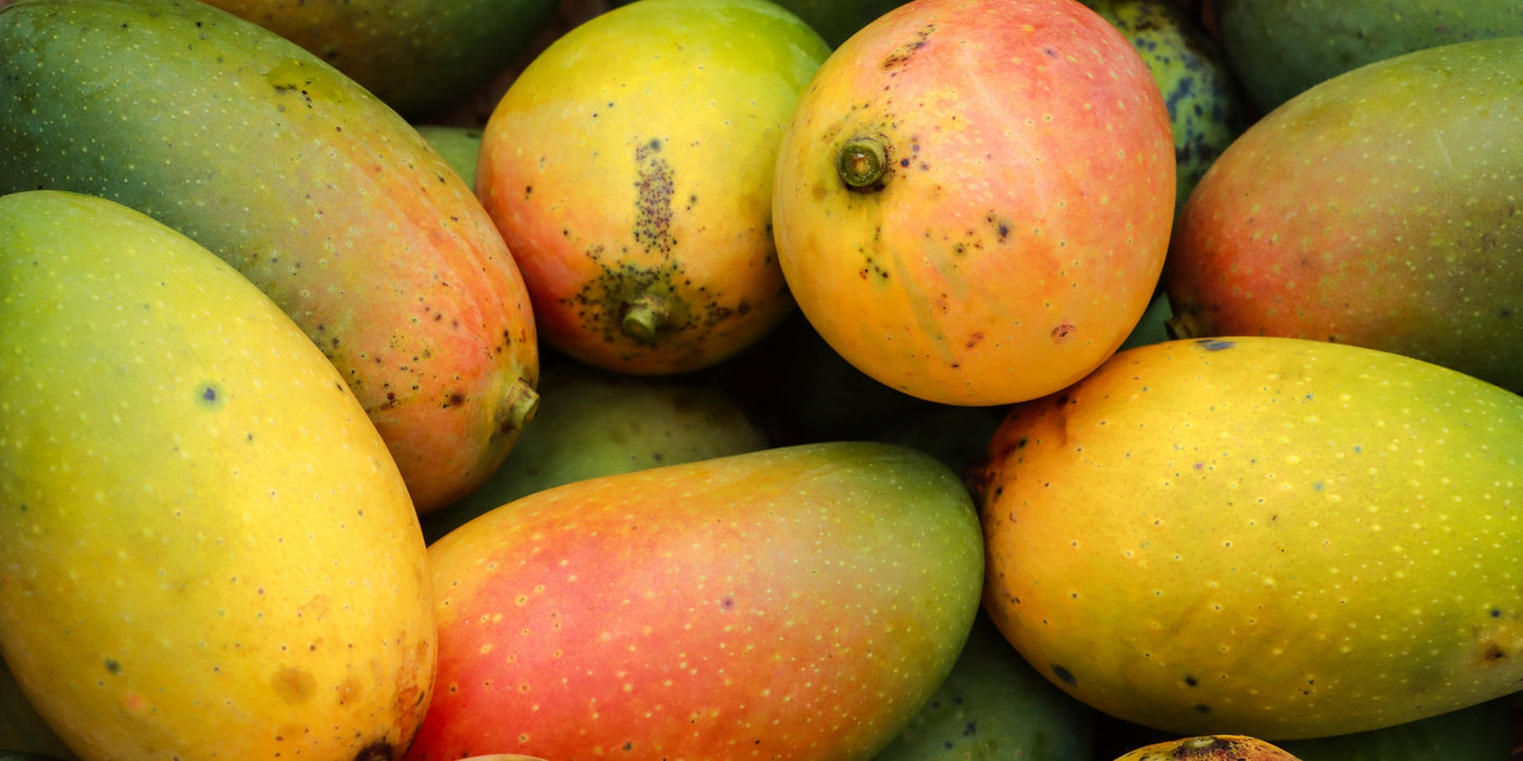 hapus mango for export