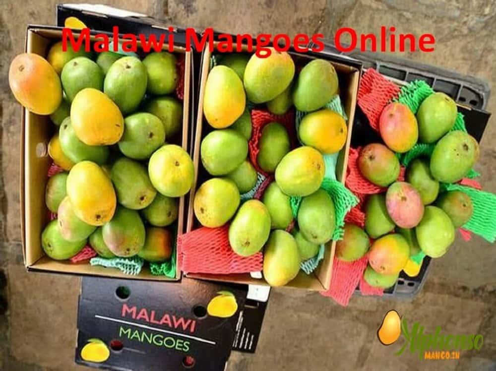 Buy Malawi mangoes online