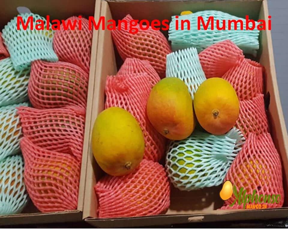 Buy Malawi mangoes