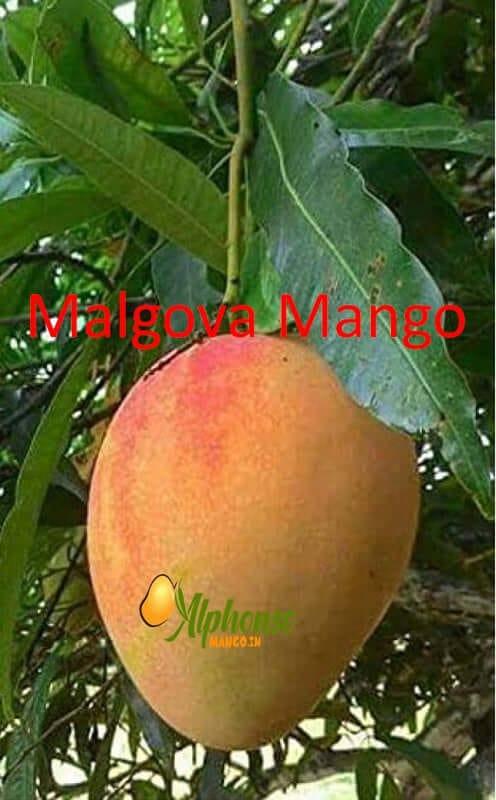 Malgova Mango - AlphonsoMango.in