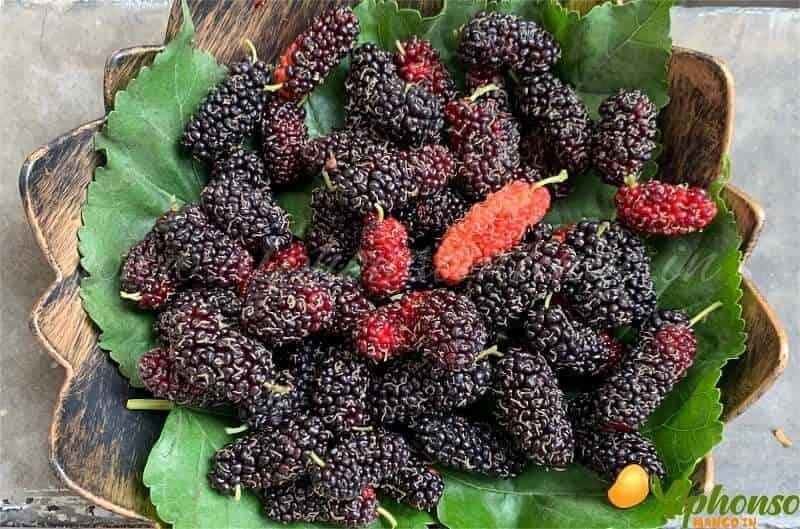 Mulberry | Mulberries - AlphonsoMango.in