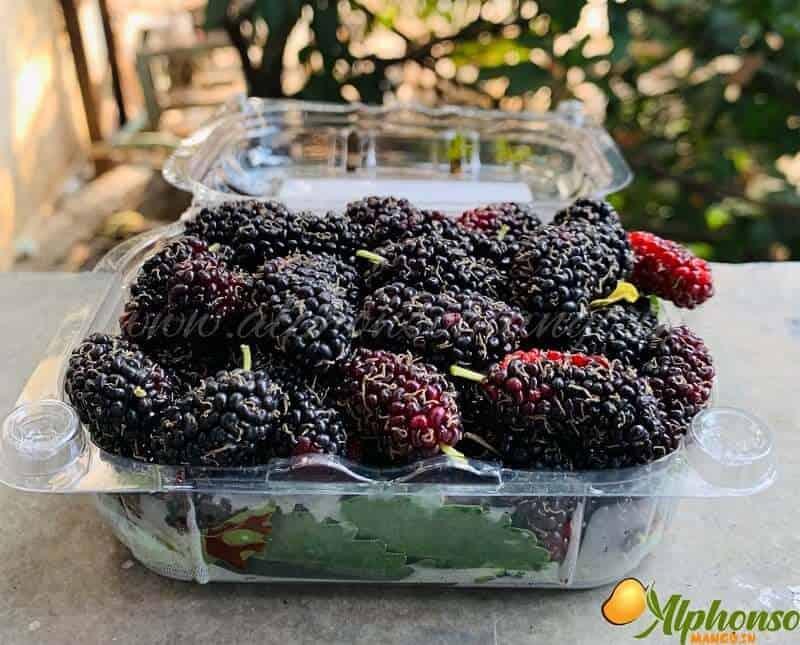 Mulberry | Mulberries - AlphonsoMango.in