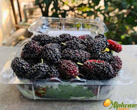 Thumbnail for Mulberry | Mulberries - AlphonsoMango.in