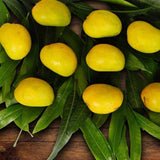 Original Devgad Alphonso Mango (Export Quality Devgad Hapus) Order Now - AlphonsoMango.in