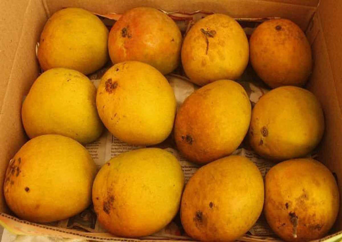 Original Devgad Alphonso Mango export quality Hapus for Chennai home delivery