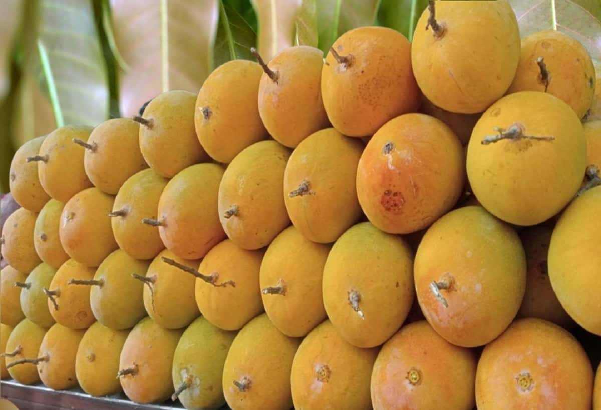 Original Devgad Alphonso Mango (Export Quality Devgad Hapus) Order Now - AlphonsoMango.in