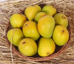 Original Devgad Alphonso Mango (Export Quality Devgad Hapus) Order Now - AlphonsoMango.in