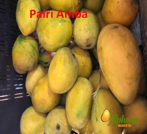 Authentic Pairi Mango | Buy Amrut Payari Online (Konkan) – AlphonsoMango.in