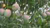 premium hapus mangoes form farms 