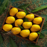 Ratnagiri Alphonso Mango Hapus