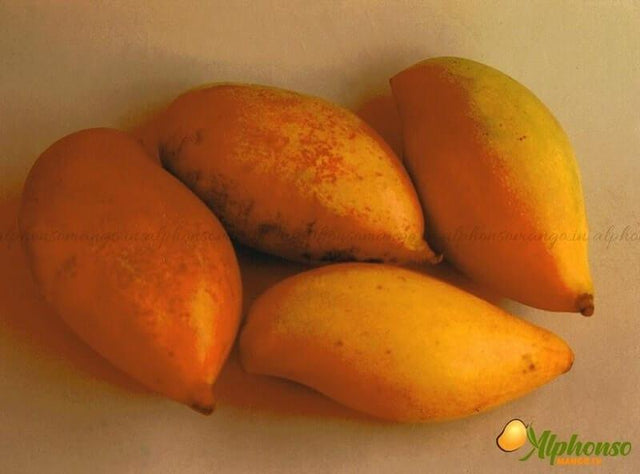 Totapuri Mangoes Online - AlphonsoMango.in