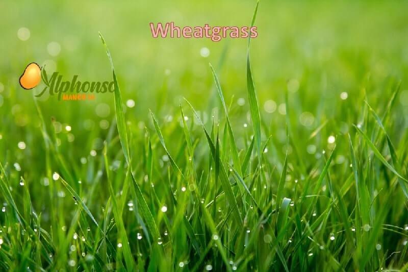 Wheat Grass Powder | Gavhankur Powder - AlphonsoMango.in